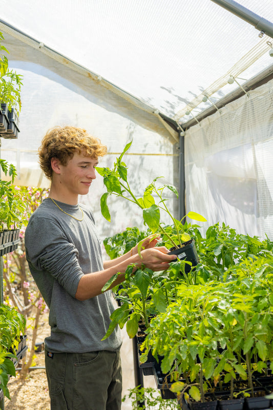 Farmer's Favorites: 8-Pack Tomato Bundle