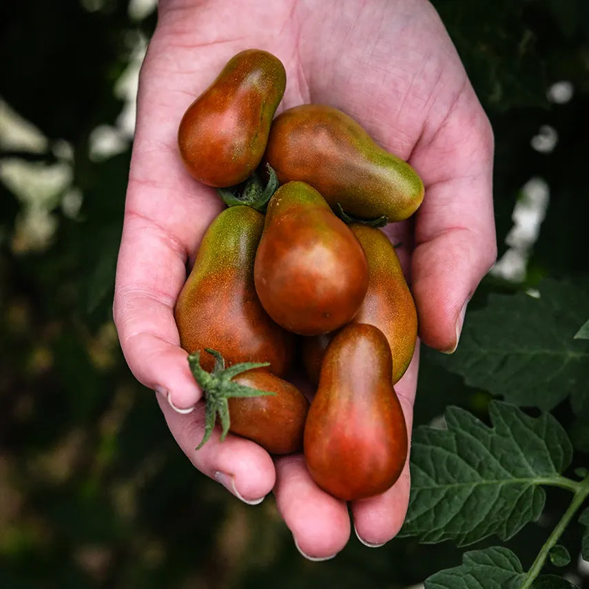 Chocolate Pear Cherry